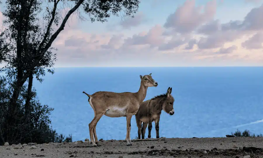 Brochure JANA febbraio 2026 sbloccato page33 imaeeege Jana Arbatax